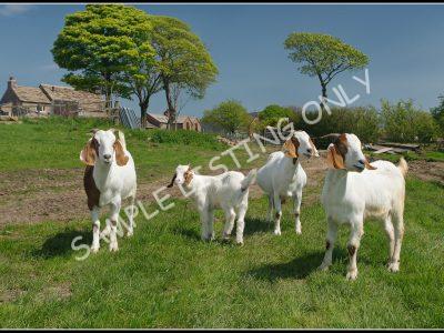 Somali Live Boer Goats
