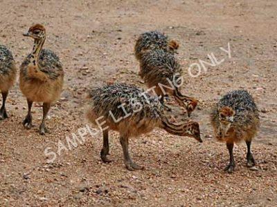 Somalia Ostrich Chicks