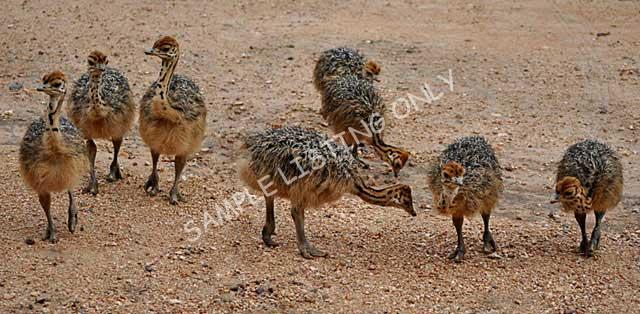 Somalia Guinea Fowls