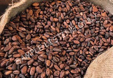 Somalia Cocoa Beans