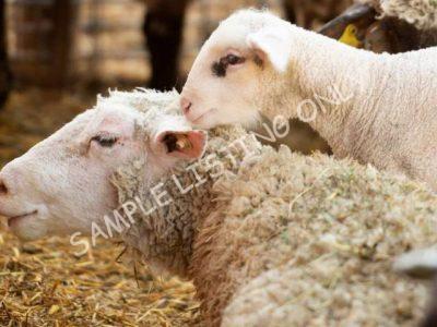 Healthy Somalia Sheep