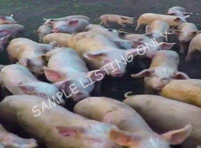 Somalia Healthy Pigs
