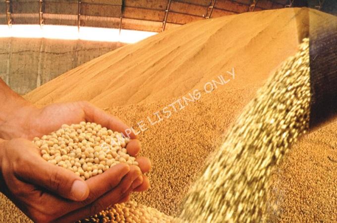 Fresh Dry Somalia Soya Beans