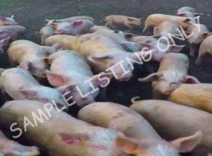 Somalia Healthy Pigs